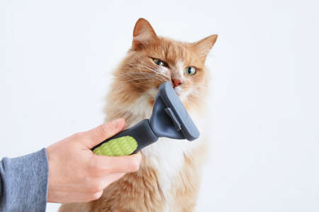 Hair combing with a furminator. Dissatisfied red cat and furminator in hand..