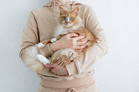 Beige cat in the hands of a caucasian woman. white background.の写真素材