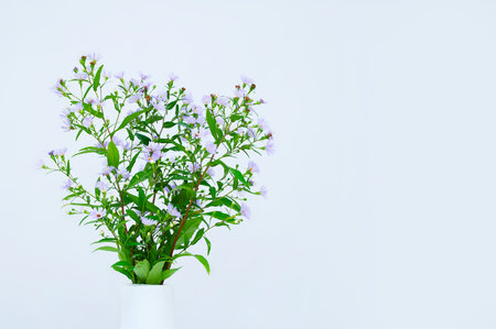 Blue wild flowers in a white vase. white background. Place for text.の写真素材