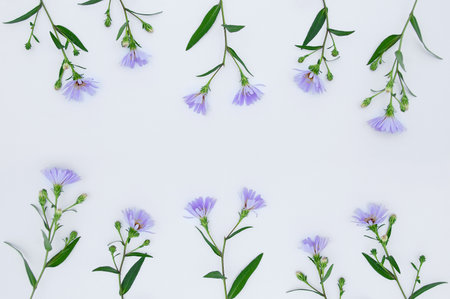 Purple buds of wild meadow flowers on a white background.の写真素材