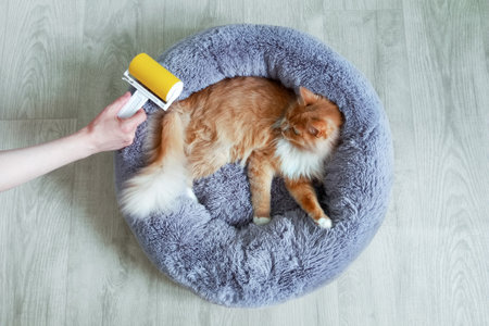 Sticky roller in hand for removing animal hair. Removing hair from the bed of a ginger cat. View from above.の写真素材