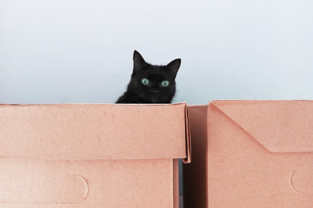 A black cat's head peeks out from behind brown cardboard office boxes. Blue background.の写真素材