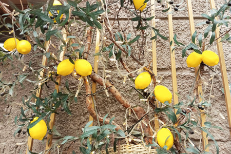 Yellow lemons growing on a beige wall of a house.の写真素材