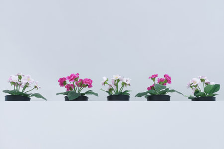 Flowers in black pots on a white background. Bottom view.