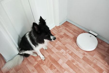 Border Collie dog sitting on the floor of the room next to a robot vacuum cleaner. Top view.の写真素材