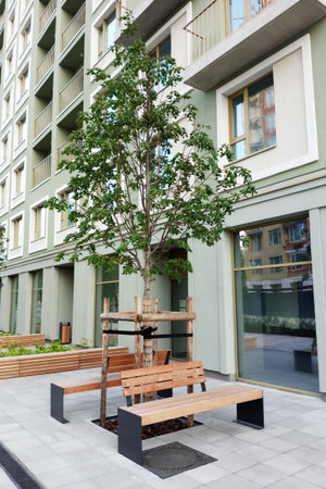 A landscaped courtyard of a multi-story residential building. A planted tree with supports. Summer,...