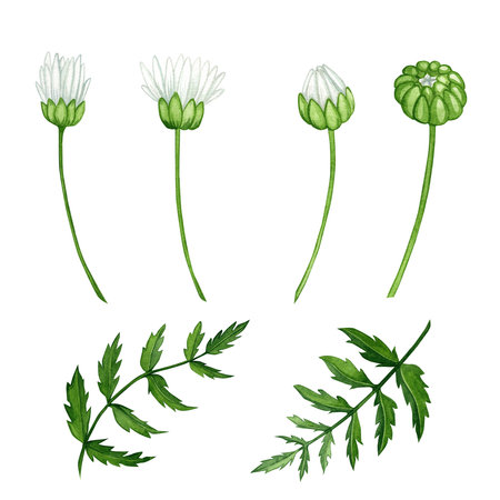 chamomile flowers watercolor. flower set. beautiful illustrations of chamomile flowers for design.の写真素材