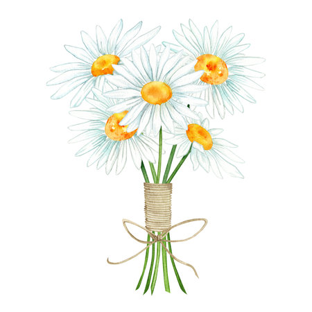 bouquet of chamomiles. bouquet of daisies. watercolor illustration for design. beautiful illustrations of chamomile. isolated on white.の写真素材