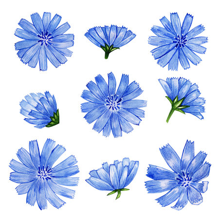 chicory flowers. beautiful watercolor illustration. set of flowers for design. isolated on whiteの写真素材