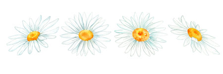 chamomile flower. watercolor illustration. flower set. beautiful illustrations of chamomile flowers for design.の写真素材