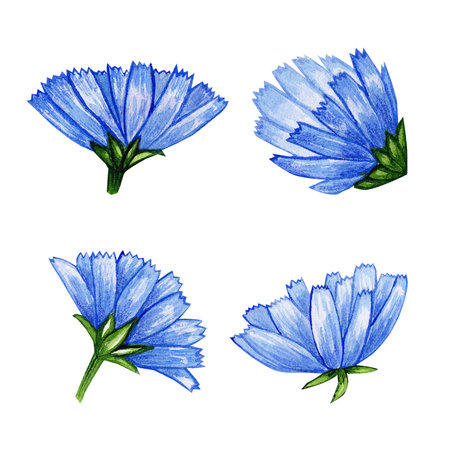 chicory flowers. beautiful watercolor illustration. set of flowers for design. isolated on whiteの写真素材