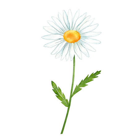 chamomile flowers watercolorchamomile flower. watercolor illustration. beautiful illustrations of chamomile flowers for design.の写真素材