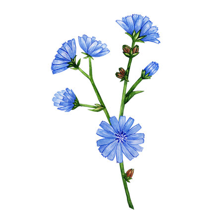 bouquet of chicory. watercolor illustration for design. beautiful illustrations of chicory. isolated on white.の写真素材