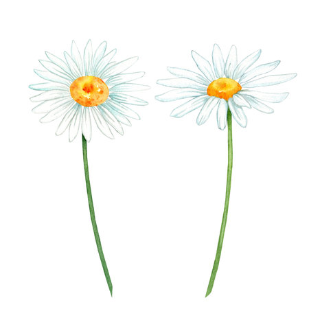 chamomile flowers watercolor. flower set. beautiful illustrations of chamomile flowers for design.の写真素材