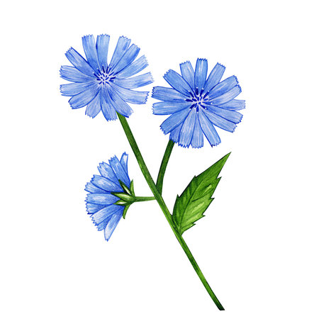 chicory watercolor. set of flowers for design. isolated on white. bouquet of chicoryの写真素材