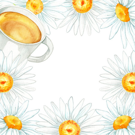 chamomile flowers watercolor. flower set. beautiful illustrations of chamomile flowers for design. composition on white backgroundの写真素材