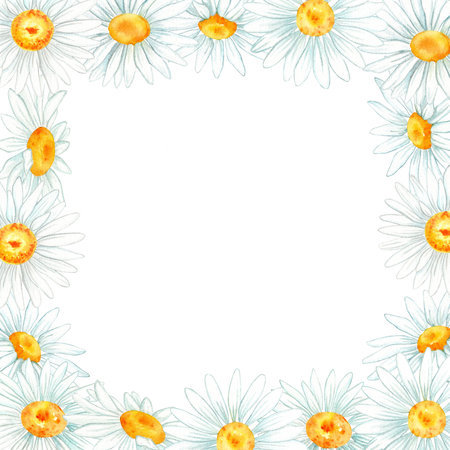 chamomile flowers watercolor. watercolor illustration for design. beautiful illustrations of chamomile. composition on white backgroundの写真素材