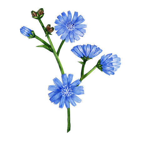 chicory watercolor. set of flowers for design. isolated on white. bouquet of chicoryの写真素材