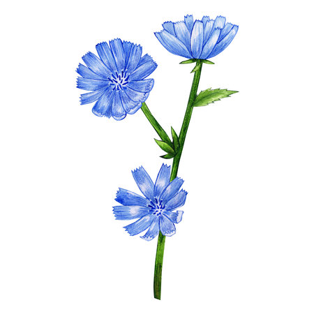 chicory watercolor. beautiful flowers for design. isolated on white. bouquet of chicoryの写真素材