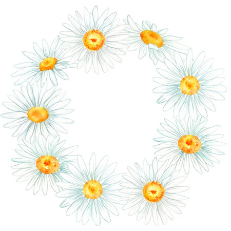chamomile flowers watercolor. watercolor illustration for design. beautiful illustrations of chamomile. composition on white backgroundの写真素材