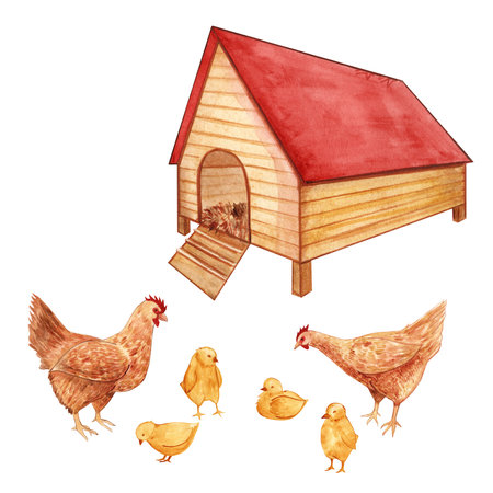 cute watercolor chicken composition. watercolor illustration for design. isolated on white. hen watercolor. chick watercolorの写真素材