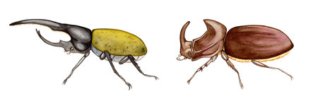 set of beautiful watercolor insects. cute illustration for design on white.hercules beetle, rhinoceros beetleの写真素材