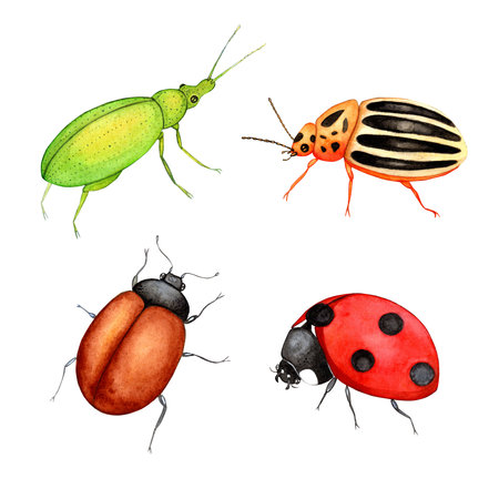 set of beautiful watercolor insects. cute illustration for design on white. lady beetle, ladybird, ladybug, colorado beetle, weevil, gold bug, gold beetle,の写真素材