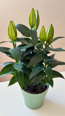 White lily flowers in a potの写真素材