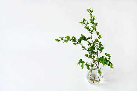 tree branch with young green leaves in a glass vase on a white background. Space for textの写真素材