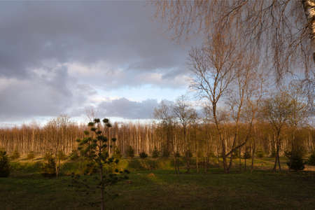 Spring sky with clouds over the forest. Evening landscape at sunset. The trees are flooded with warm sunlight. Clouds leaving after rainの写真素材