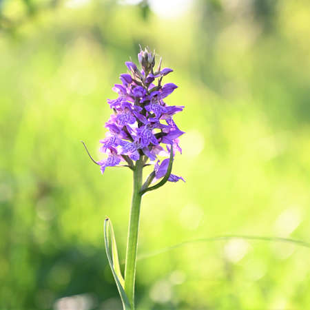 Beautiful field lilac flower Dactylorhiza baltica on a green meadow. Broad-leaved marsh orchid under the summer sun. Selective focus. Bokehの写真素材