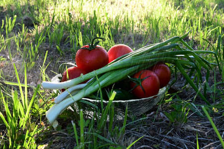 fresh vegetables in glass plate on green lawn. Tomatoes, cucumbers and green onions in rain spray. Proper nutrition, healthy lifestyle, diet. Vegetarianism. Selective focusの写真素材
