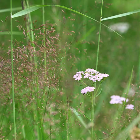 White flowers growing in a meadow on a background of green grass. Blurred green natural background. Selective focus.の写真素材