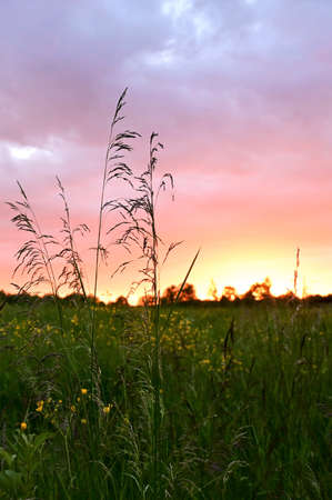 Beautiful multicolored sky over a field in the village. Summer sunset. Tall grass in the foreground. Selective focus, vertical photoの写真素材