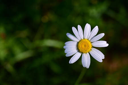 blooming chamomile growing in meadow against background of green grass. Blurred green natural background. Daisy, chamomile close-up. Copy spaceの写真素材