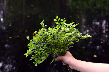 woman's hand holds a collected bouquet of blueberries with ripe berries on the background of the forest. Natural antioxidant, delicious healthy foodの写真素材