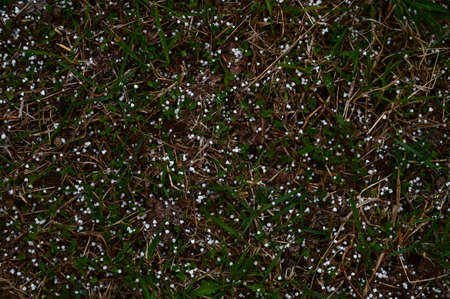 Particles of large spring hail lie on the green grass. The changeability of spring weather. Storm...