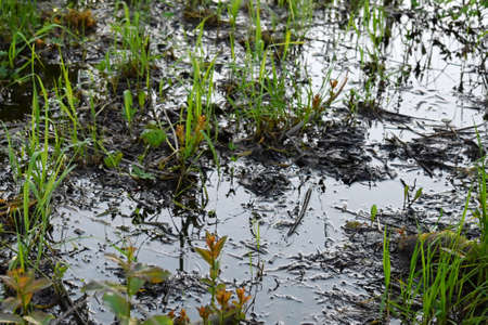 Close-up of fresh, green, wet grass in a deep puddle after a heavy rain. Climate change. Natural...