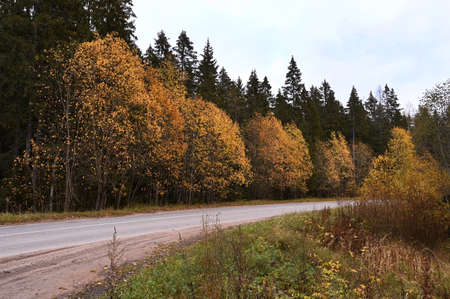 Autumn forest along the asphalt road, trees with yellow leaves. Country landscape. Colors of autumnの写真素材