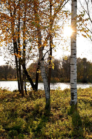 autumn sun shines through yellow foliage of autumn birches. Autumn landscape with trees on river bank and setting sunの写真素材