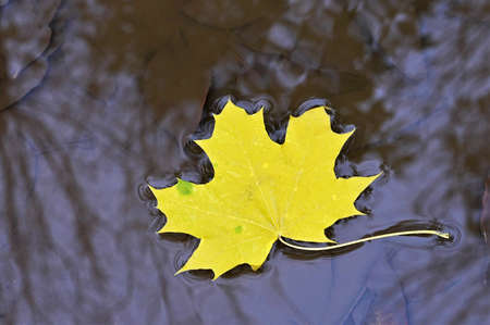 Yellow autumn maple leaf on the mirror surface of the water. Autumn nature close-upの写真素材