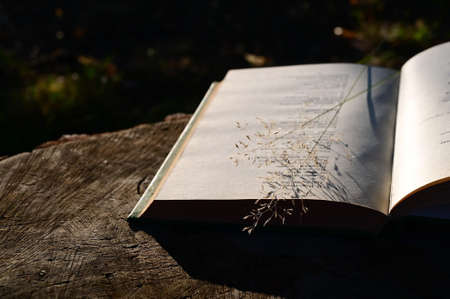 an open book lies on wooden stump in rays of sunlight and bouquet of tender field blades of grass. Concept of romance. Close-up. Selective focusの写真素材
