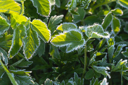 Morning frosts in early spring and frozen green grass in frost. Close-up of selective focusの写真素材