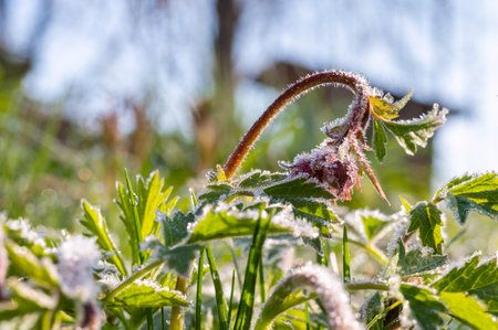 Morning frosts in early spring and frozen paske flower at dawn in the frost. Close-up of selective focusの写真素材