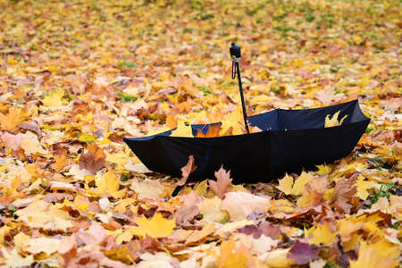On ground, covered with yellow autumn leaves, lies an inverted black umbrella filled with fallen...