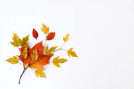 beautiful composition of autumn twigs with yellow and red leaves on white background. Natural decor. Flat layout with top view. Copy space. Autumn, the concept of Thanksgivingの写真素材