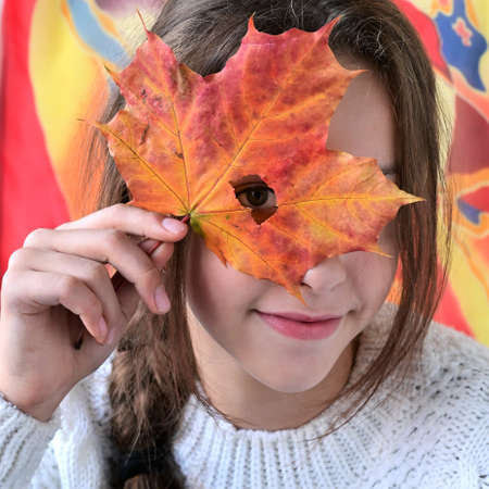 pretty girl in knitted warm sweater holds an autumn maple leaf to her face and looks through hole in it. Bright autumnの写真素材