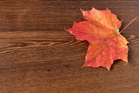 Orange autumn maple leaf on a wooden surface. Autumn nature close-up. Copy spaceの写真素材