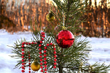 A small Christmas tree stands decorated in the forestの写真素材
