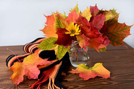 colorful autumn bouquet of bright multicolored maple leaves in glass vase on  wooden table. Yellow-orange-black knitted warm scarf table. Autumn colorsの写真素材